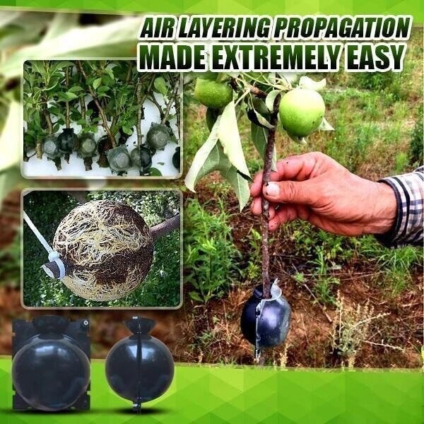 New Year Hot Sale 50% OFF-🌱Plant Root Growing Box(BUY 5 GET 3 FREE NOW)